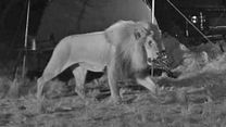 image de African Safari 3D - EXTRAIT VF "La visite des lions"