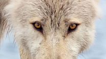 image de Grizzly - EXTRAIT VF "Sky protège ses oursons"