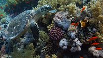image de Nature - MAKING OF VOST "Par delà les vagues"