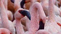 Nature - EXTRAIT VF "Le flamant rose"