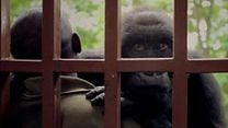 Virunga Teaser VO