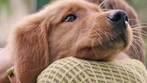 image de Mes vies de chien EXTRAIT VO "Mon nom est Bailey, Bailey, Bailey"
