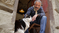 image de Kedi - Des chats et des hommes EXTRAIT VO "Caresses" 