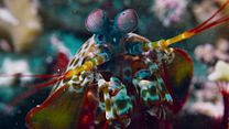 image de Blue EXTRAIT VF "La squille multicolore"