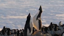image de Penguins Bande-annonce VO