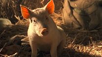 image de Babe, le cochon devenu berger Bande-annonce (2) VO