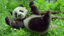 image de Un nouveau jour sur Terre EXTRAIT VF "Panda"
