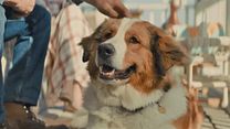 image de Mes autres vies de chien Bande-annonce VF