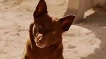 image de Red Dog Bande-annonce VO