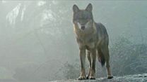 image de L'Enfant loup Bande-annonce VF