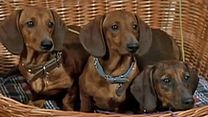 image de 4 Bassets pour un danois Teaser VO
