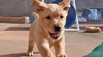 image de Pick of the Litter Bande-annonce VO