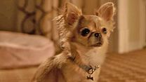 image de Le Chihuahua de Beverly Hills 3 : Viva La Fiesta ! Bande-annonce VO