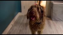 image de Think Like a Dog Bande-annonce VO