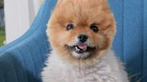 image de Nous, les chiens BONUS VF "Interview de Marcel"