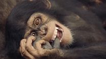image de Rencontre avec les chimpanzés - saison 1 Bande-annonce VO
