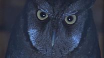 image de la vidéo Il fait nuit en Amérique Bande-annonce VF