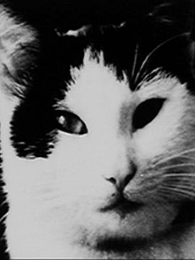 poster de Le Chat