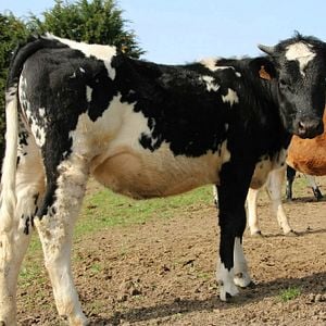 Photo Rustiques, portraits de vaches résistantes