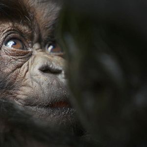 Photo Une histoire de gorilles avec David Attenborough