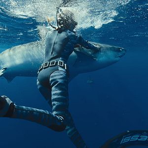 Photo En paix avec les requins