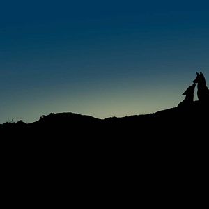 Photo Le Secret du Loup d’Éthiopie