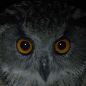 Photo City of Owls