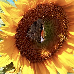Photo BeeWild
