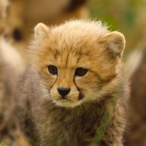 Photo Naturellement Sauvages