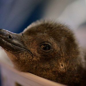 Photo Naturellement Sauvages