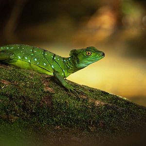 Photo La Vie secrète des animaux