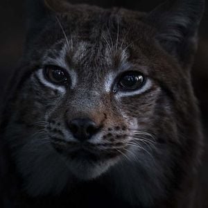 Photo Le Chant des forêts