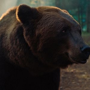 Photo Papa Bear