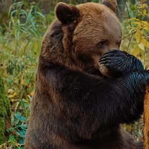 Photo Papa Bear