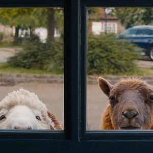 Photo Les Moutons Détectives