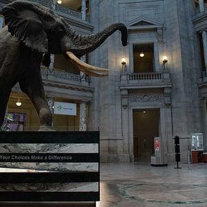 Photo Ghost Elephants