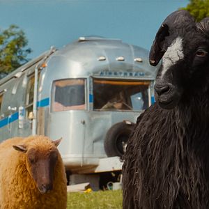 Photo Les Moutons Détectives