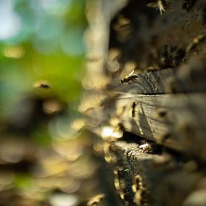 Photo Les Secrets des abeilles 