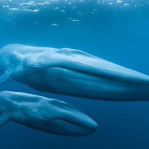 Photo Les baleines bleues : le retour des géants