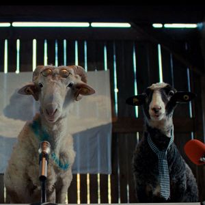 Photo Sheep