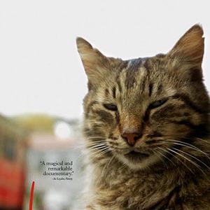 Photo Kedi - Des chats et des hommes