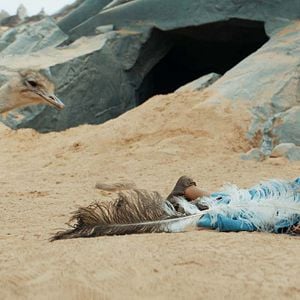 Photo L'Enfant Du Désert