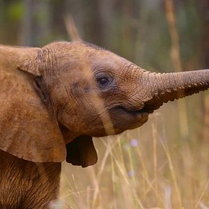 Photo Naturellement Sauvages