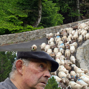 Photo Bergers d'Aure : La transhumance en  héritage