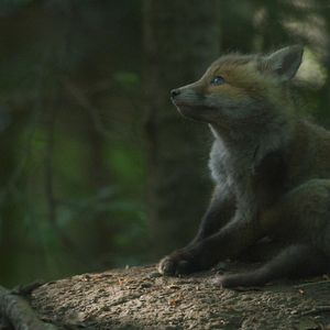 Photo Le Temps des animaux