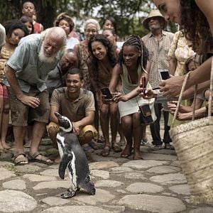 Photo Mon ami le petit manchot