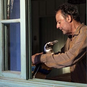 Photo Mon ami le petit manchot