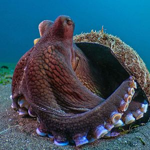 Photo La Vie secrète des animaux