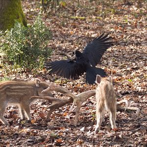 Photo Bambi, L’histoire d’une vie dans les bois