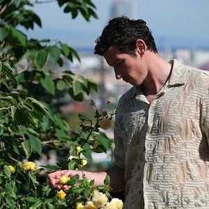 Photo Rosebush Pruning